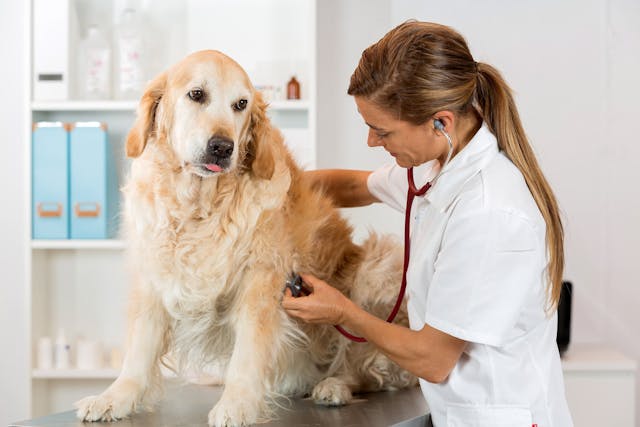 Heart Cancer in Dogs - Symptoms, Causes, Diagnosis, Treatment, Recovery, Management, Cost