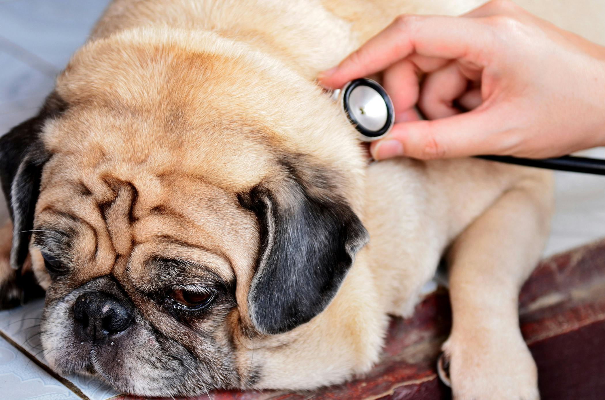 can dogs with heart murmurs go for walks