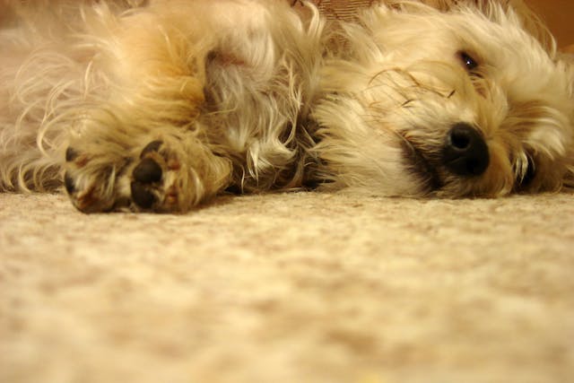 Heart Valve Narrowing (Mitral and Tricuspid) in Dogs - Symptoms, Causes, Diagnosis, Treatment, Recovery, Management, Cost
