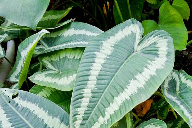 Heartleaf Philodendron Poisoning in Dogs - Symptoms, Causes, Diagnosis, Treatment, Recovery, Management, Cost