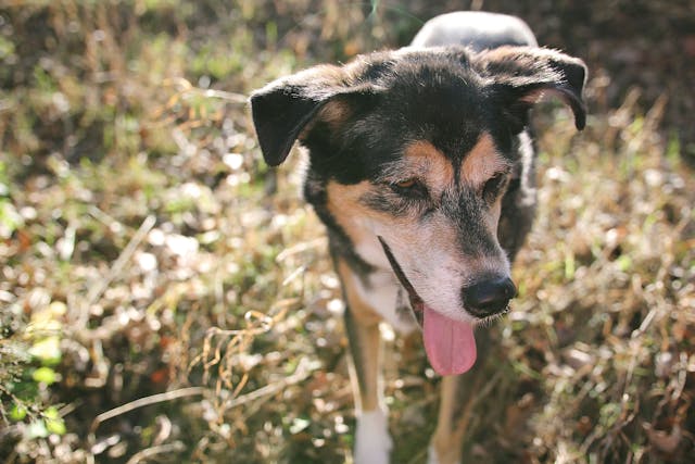 Heat Stroke In Dogs Symptoms Causes Diagnosis