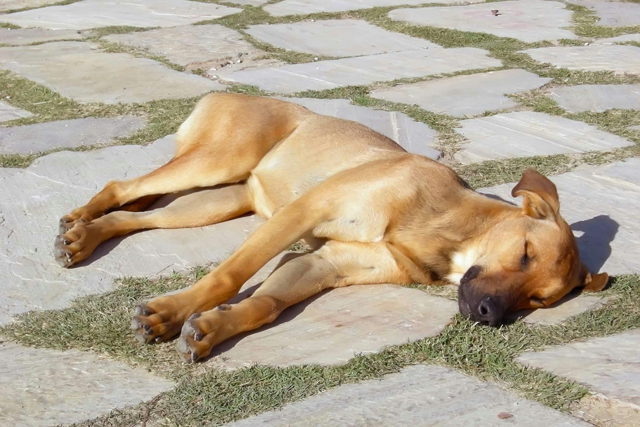 can dogs survive heatstroke