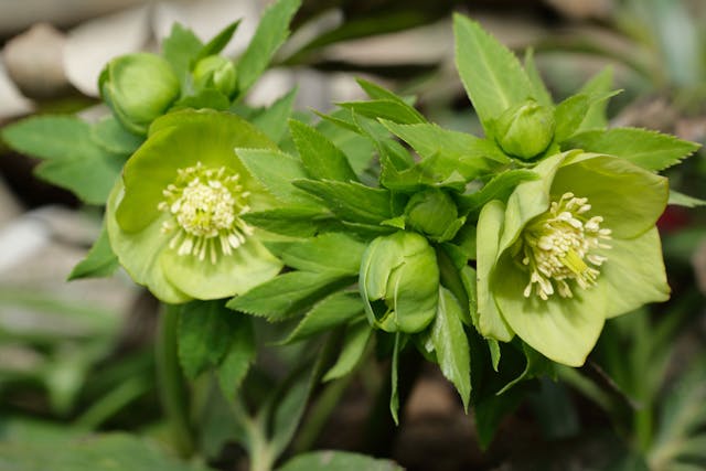 Hellebore Poisoning in Dogs - Symptoms, Causes, Diagnosis, Treatment, Recovery, Management, Cost