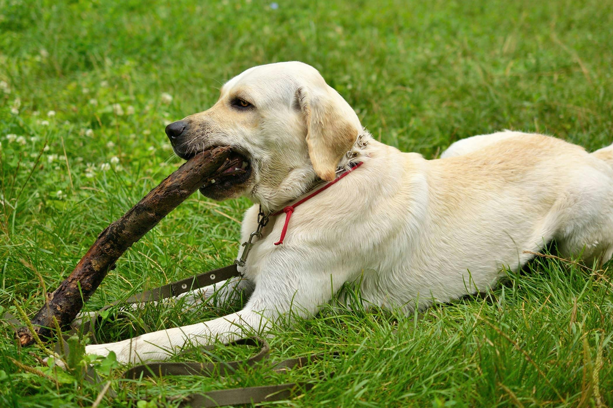 Dog is pooping blood