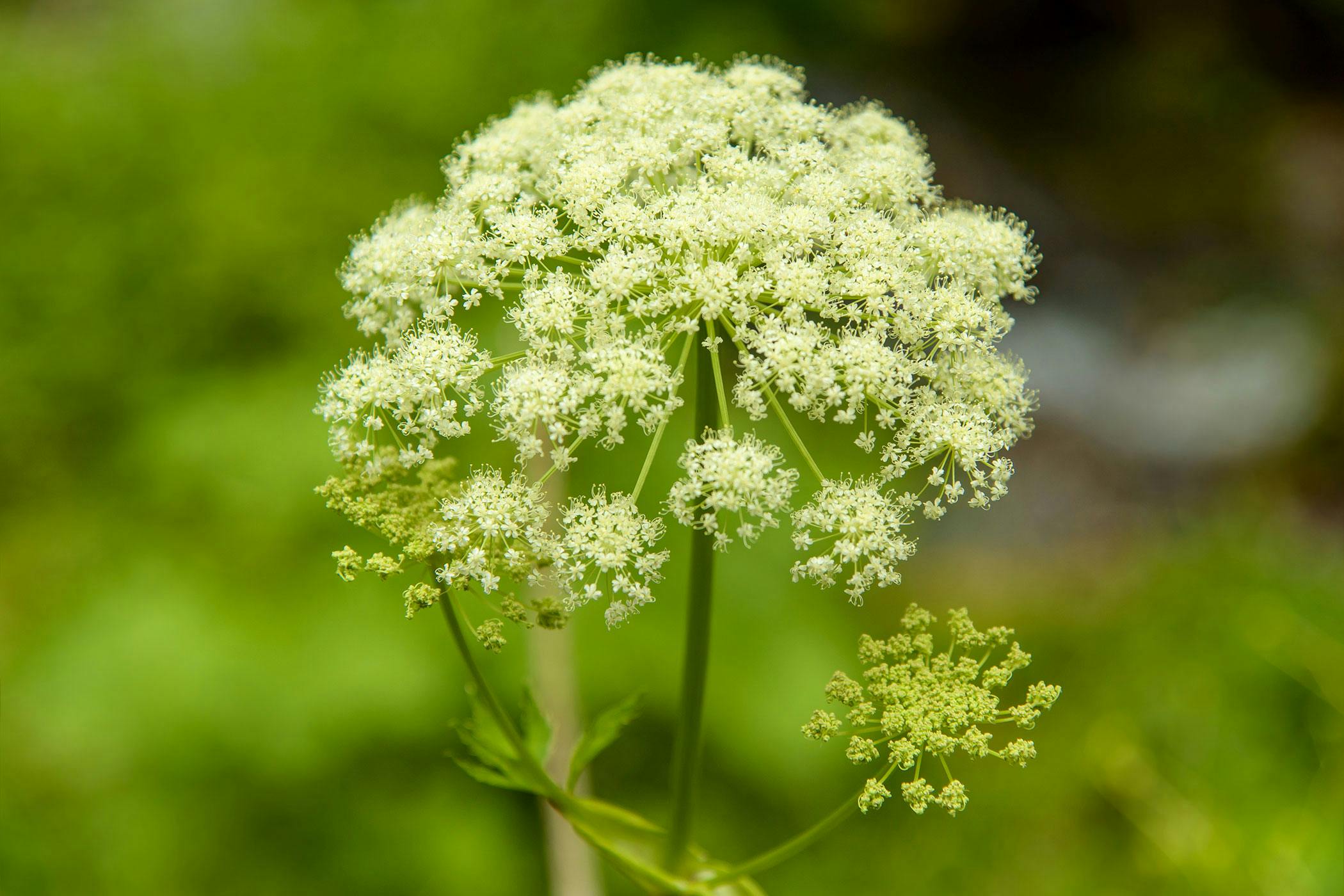 poison-hemlock-toxic-invasive-biennial-britannica