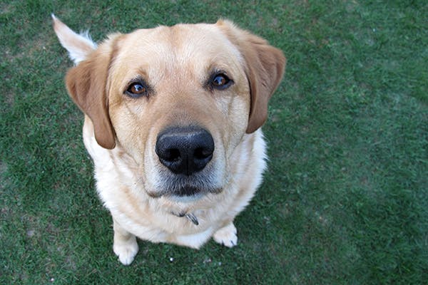 can dogs die from autoimmune disease