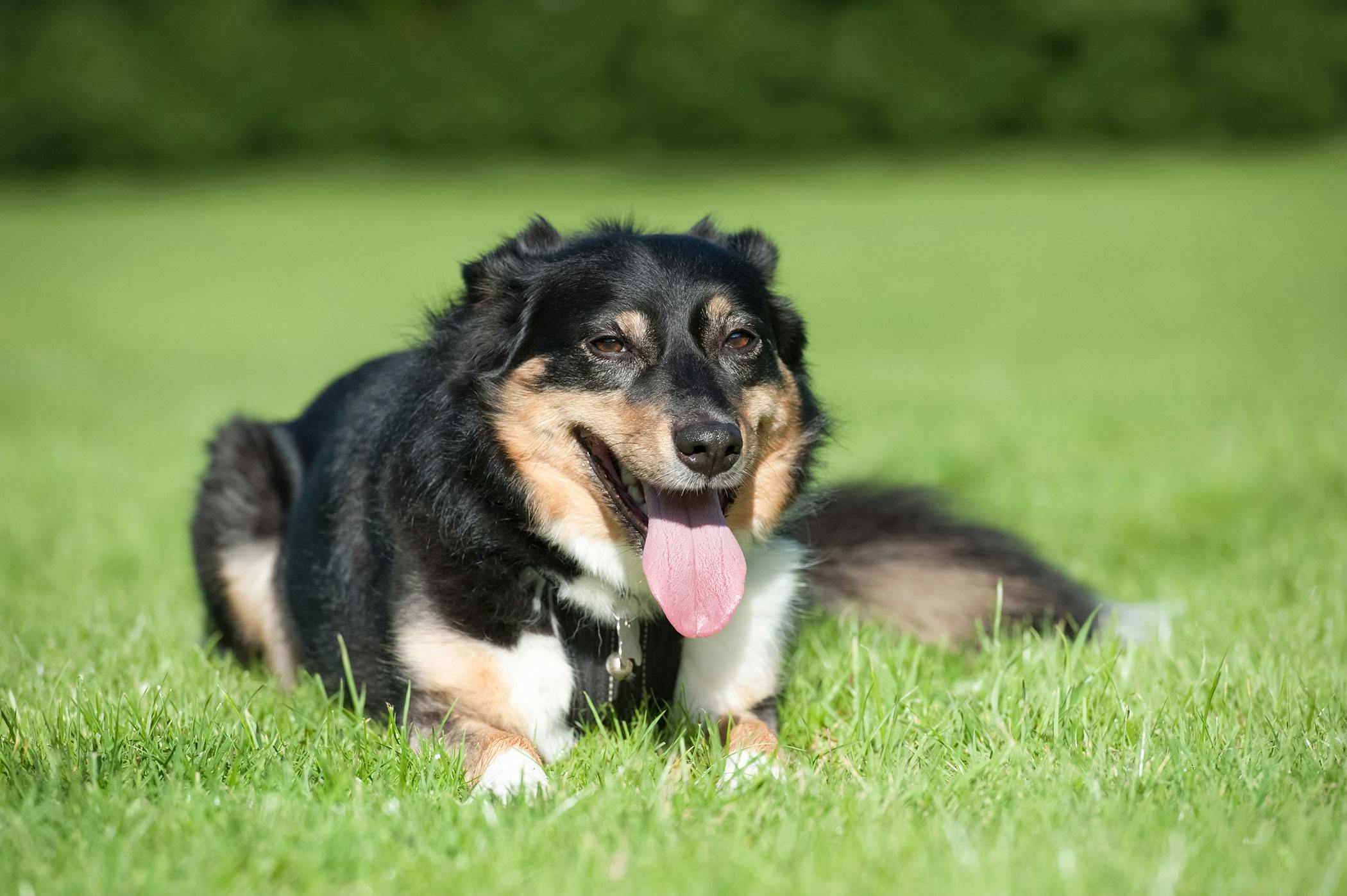 how do you tell if your dog has a collapsed lung