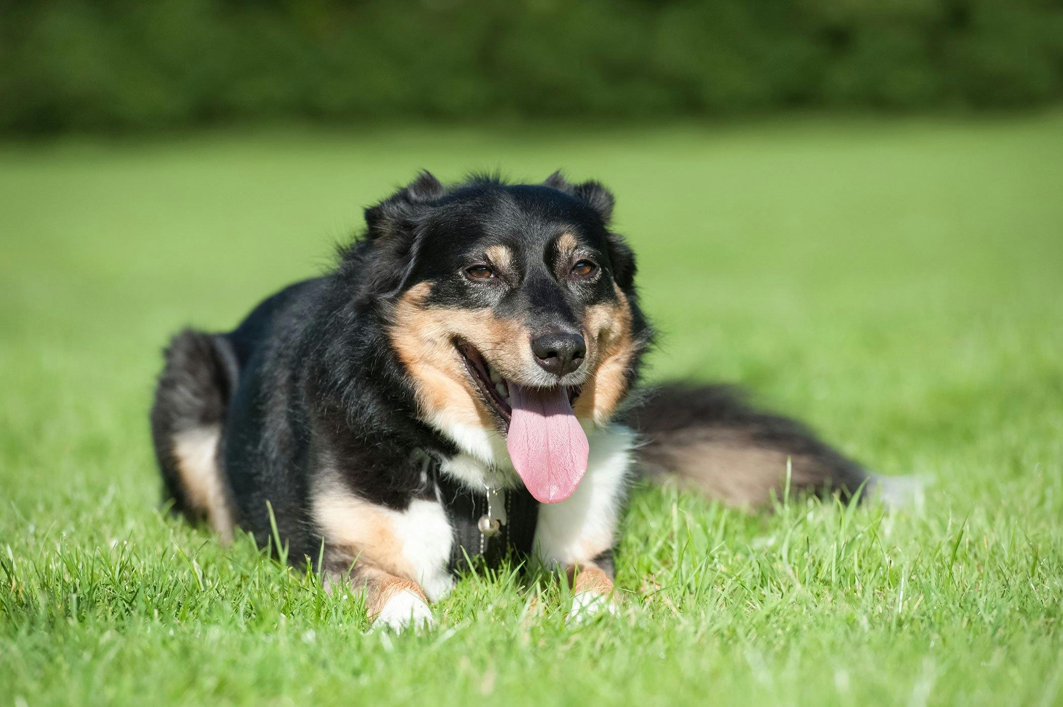 what causes dogs to hemorrhage