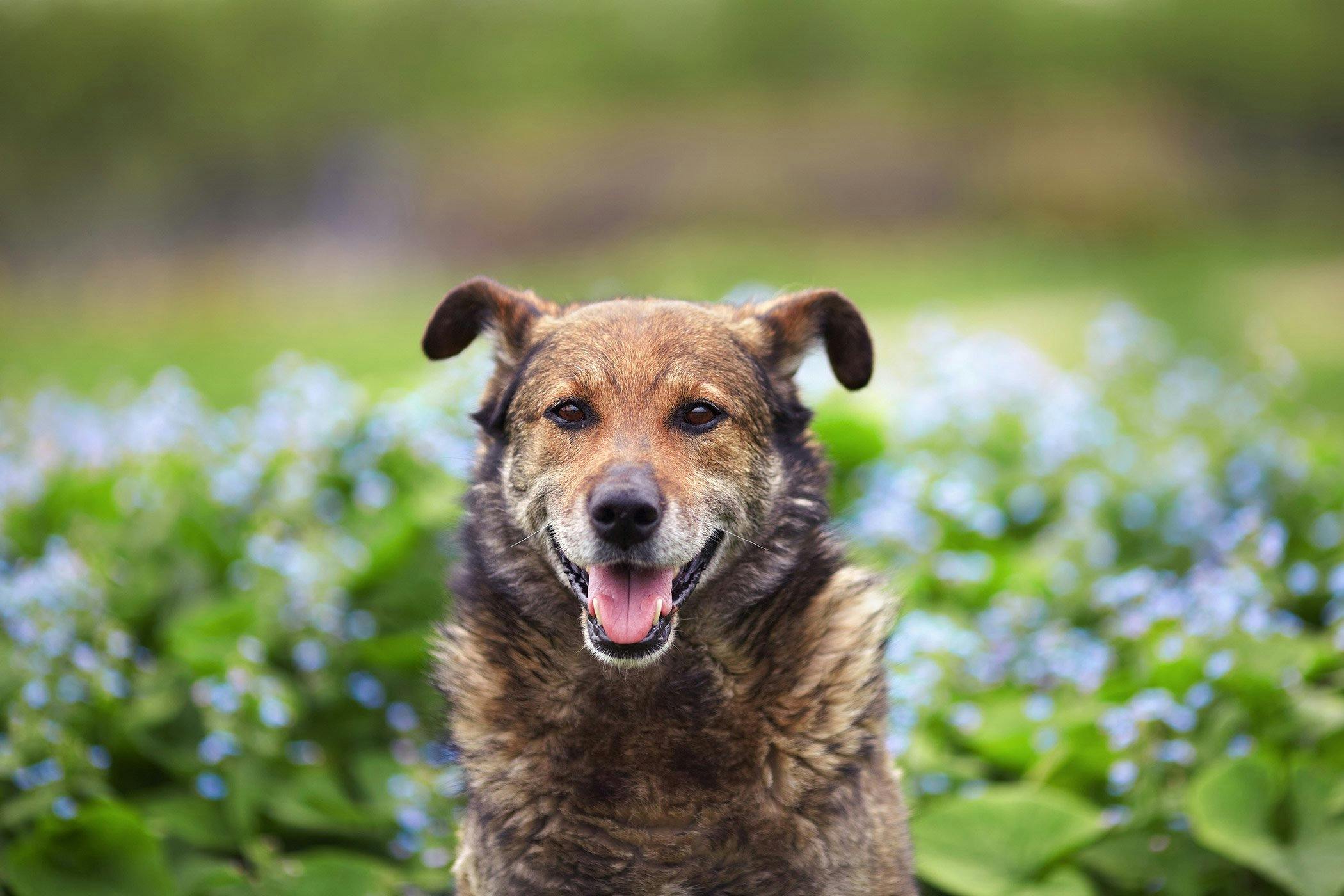 how long does it take a dog to recover from gastroenteritis