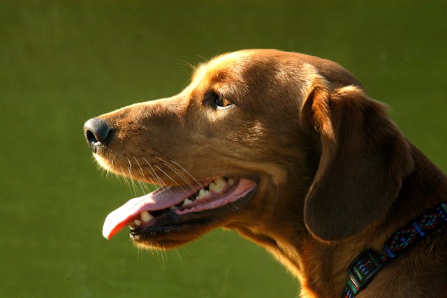 Hepatotoxicosis in Dogs - Symptoms, Causes, Diagnosis, Treatment, Recovery, Management, Cost