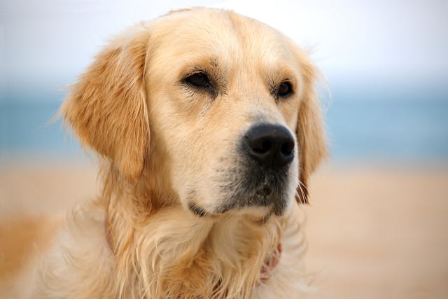 Hereditary Muscle Disease (Non-inflammatory Myopathy in Labrador Retrievers) in Dogs - Symptoms, Causes, Diagnosis, Treatment, Recovery, Management, Cost