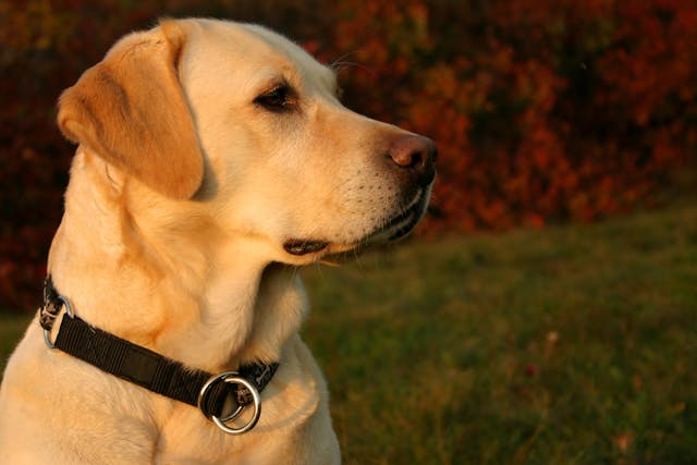 Hereditary Myopathy (Labrador Retriever and Bouvier des Flandres) in Dogs - Symptoms, Causes, Diagnosis, Treatment, Recovery, Management, Cost