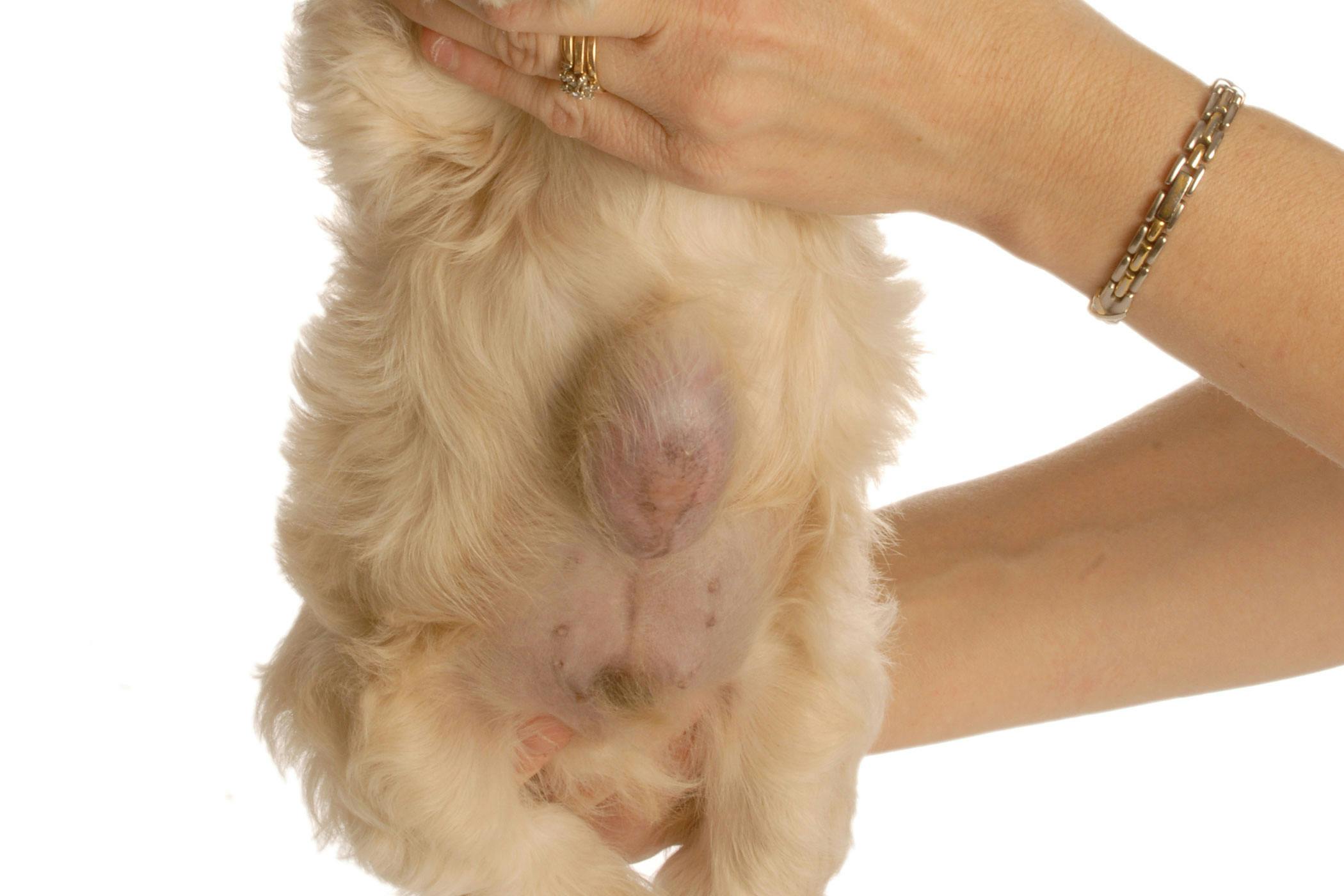 how can i tell if my dog has a hernia