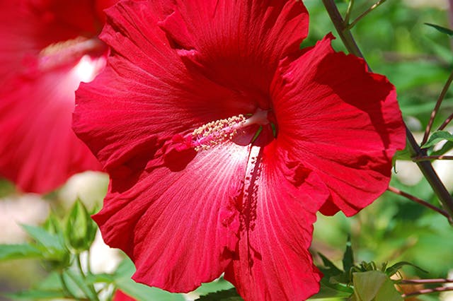 Hibiscus Poisoning in Dogs - Symptoms, Causes, Diagnosis, Treatment, Recovery, Management, Cost