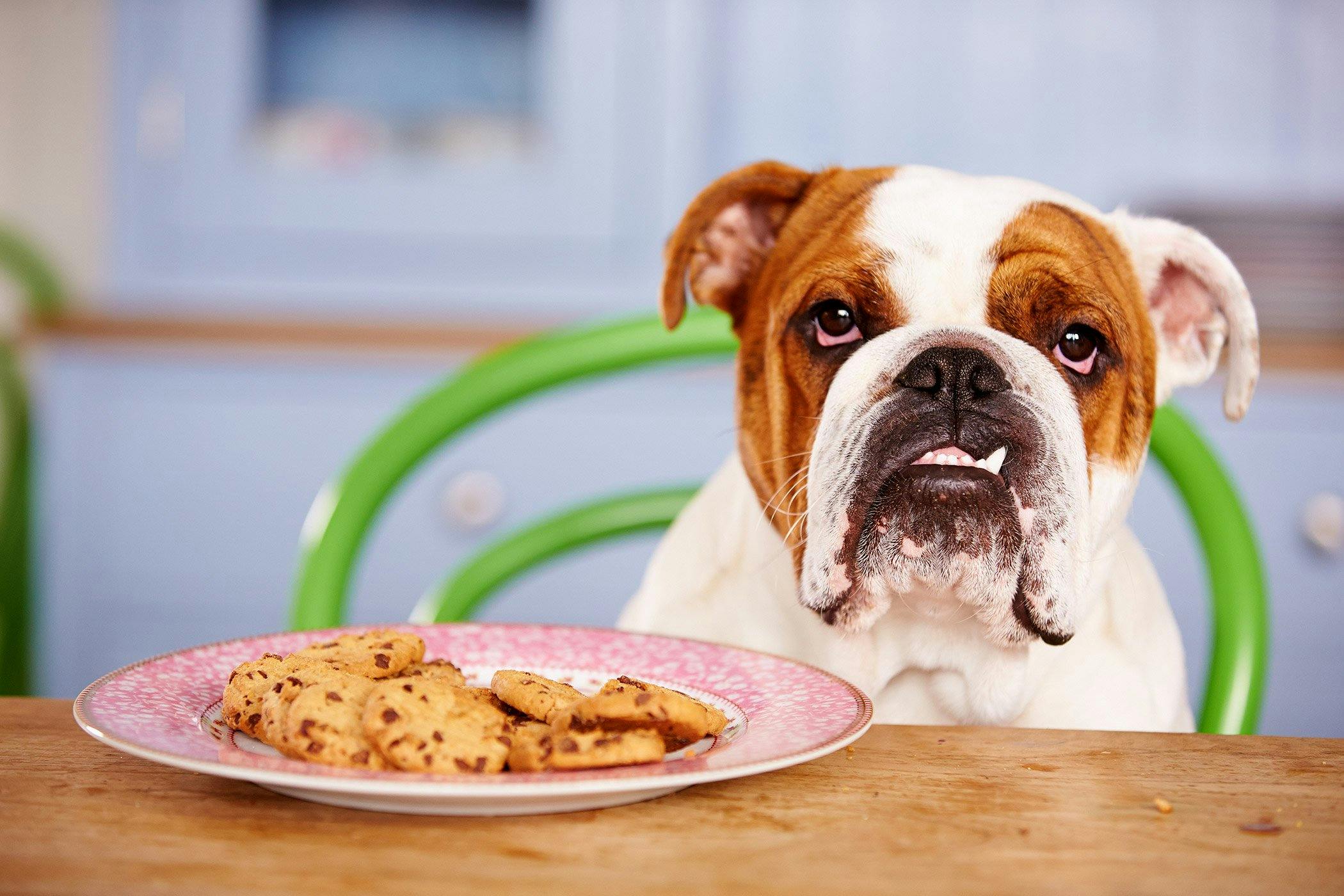 can high glucose in dogs cause diarrhea