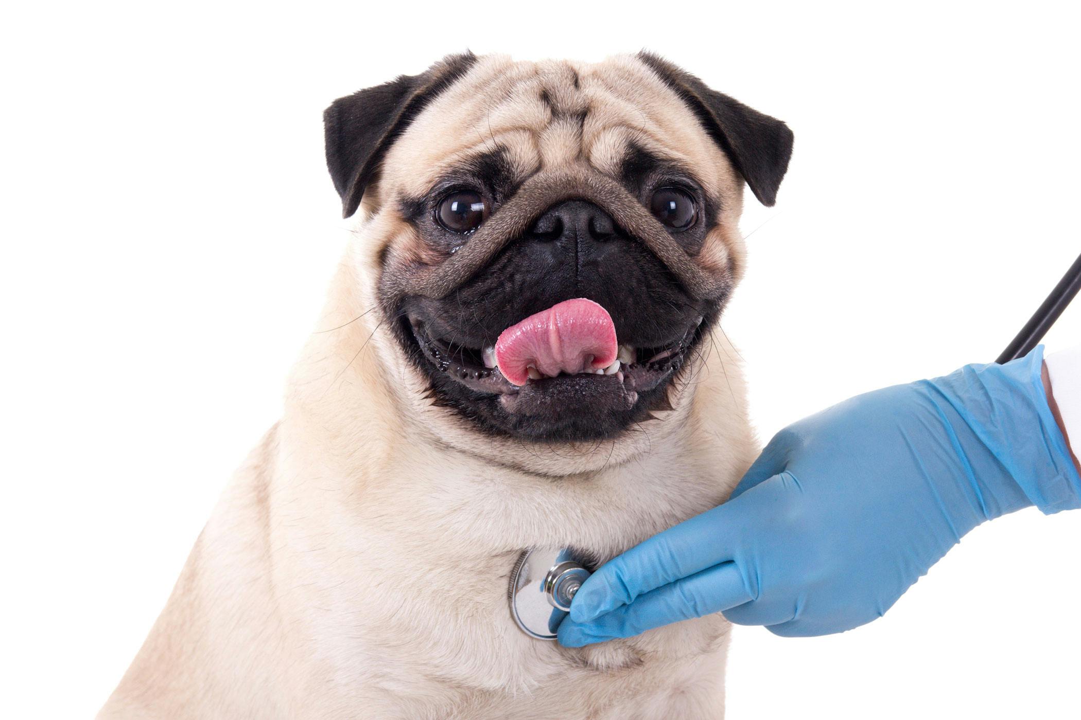 what are normal kidney values in dogs