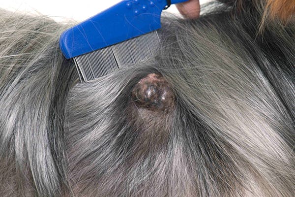 what are button tumors in dogs