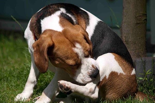 Dog hive outlet treatment