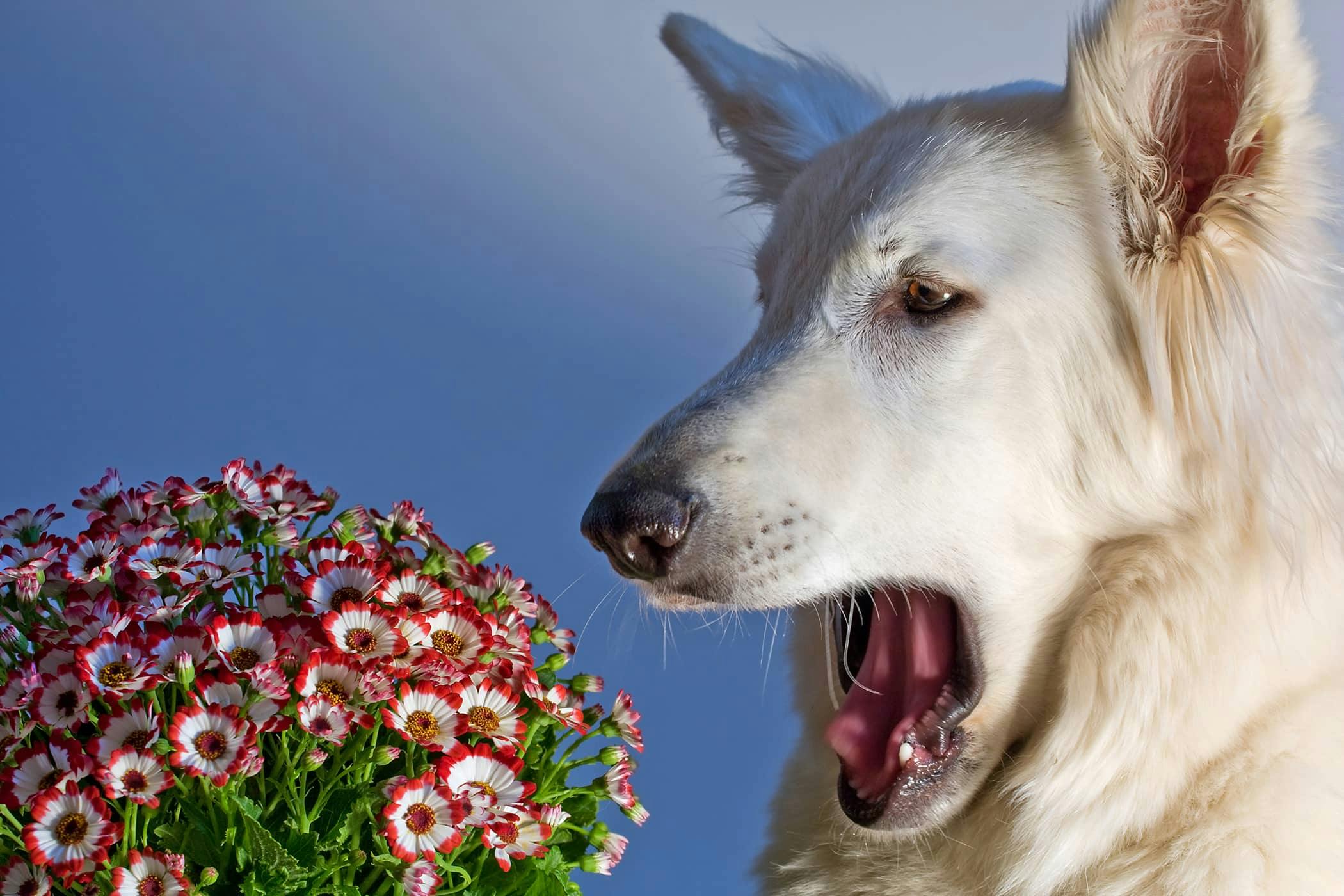 Holistic allergy treatment for 2024 dogs