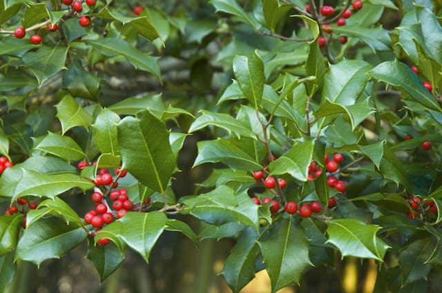 Holly Poisoning in Dogs - Symptoms, Causes, Diagnosis, Treatment, Recovery, Management, Cost