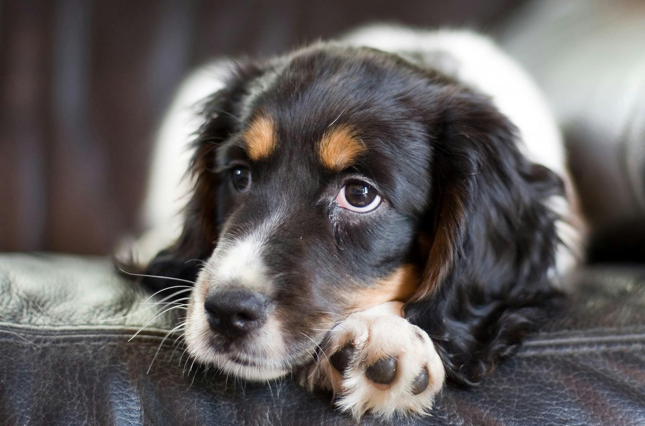 do hookworms cause pain in dogs