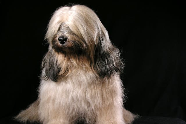 Horner S Syndrome In Dogs Symptoms Causes Diagnosis Treatment Recovery Management Cost Horner S Syndrome In Dogs Symptoms Causes Diagnosis Treatment Recovery Management Cost