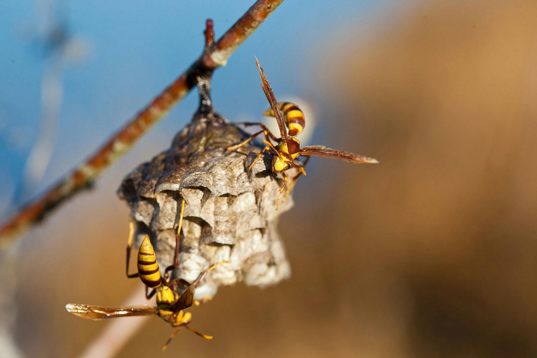 what if a dog eats a wasp