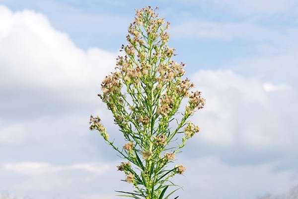 Horseweed Poisoning in Dogs - Symptoms, Causes, Diagnosis, Treatment, Recovery, Management, Cost