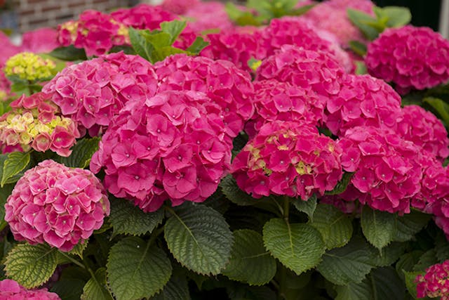 Hortensia Poisoning in Dogs - Symptoms, Causes, Diagnosis, Treatment, Recovery, Management, Cost