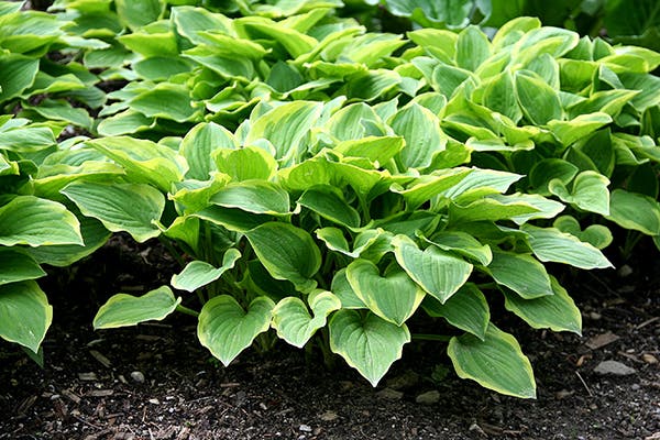 are hostas dangerous to dogs