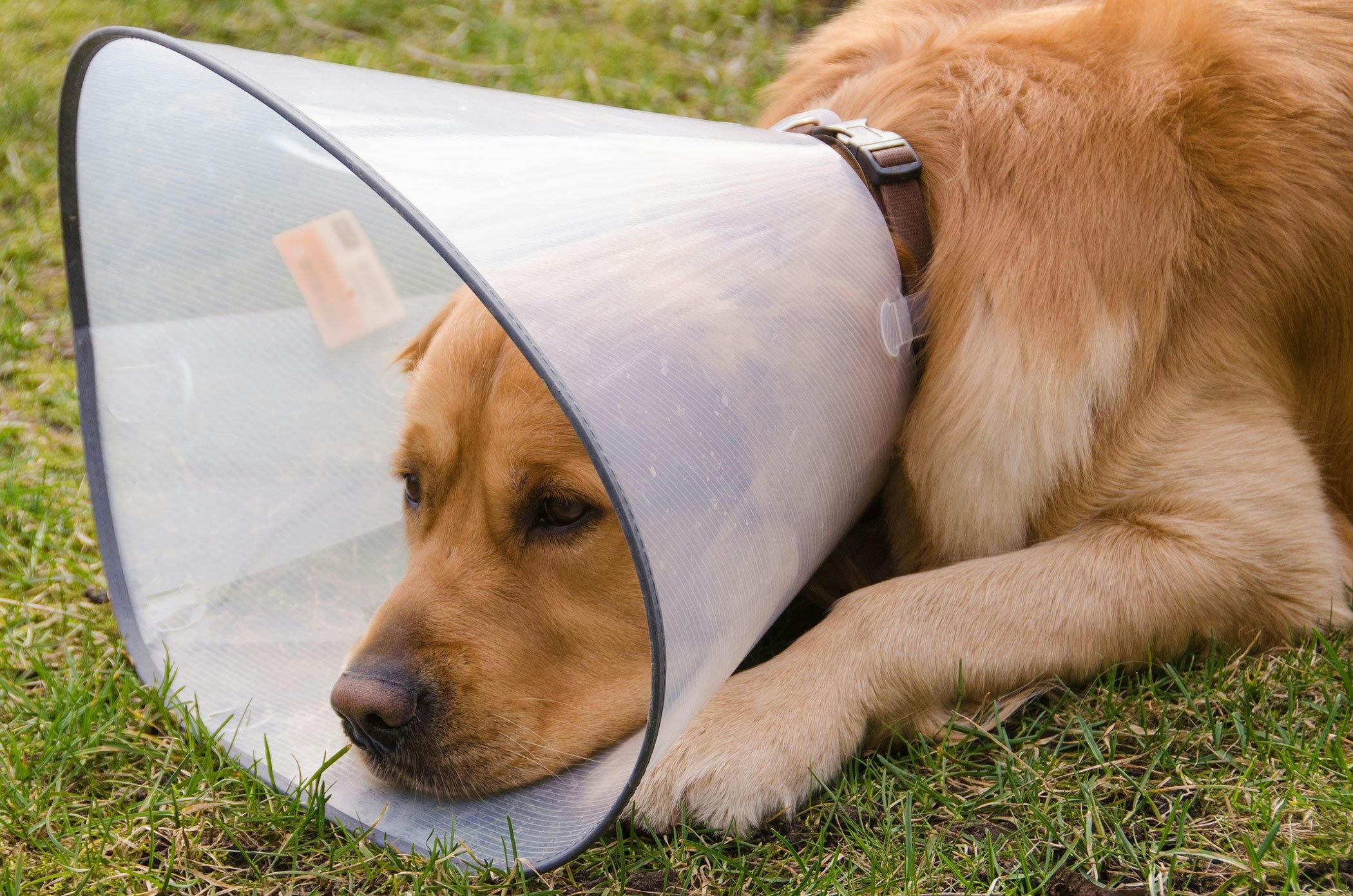 can stress cause hot spots in dogs