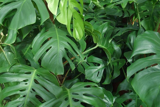 Hurricane Plant Poisoning in Dogs - Symptoms, Causes, Diagnosis, Treatment, Recovery, Management, Cost