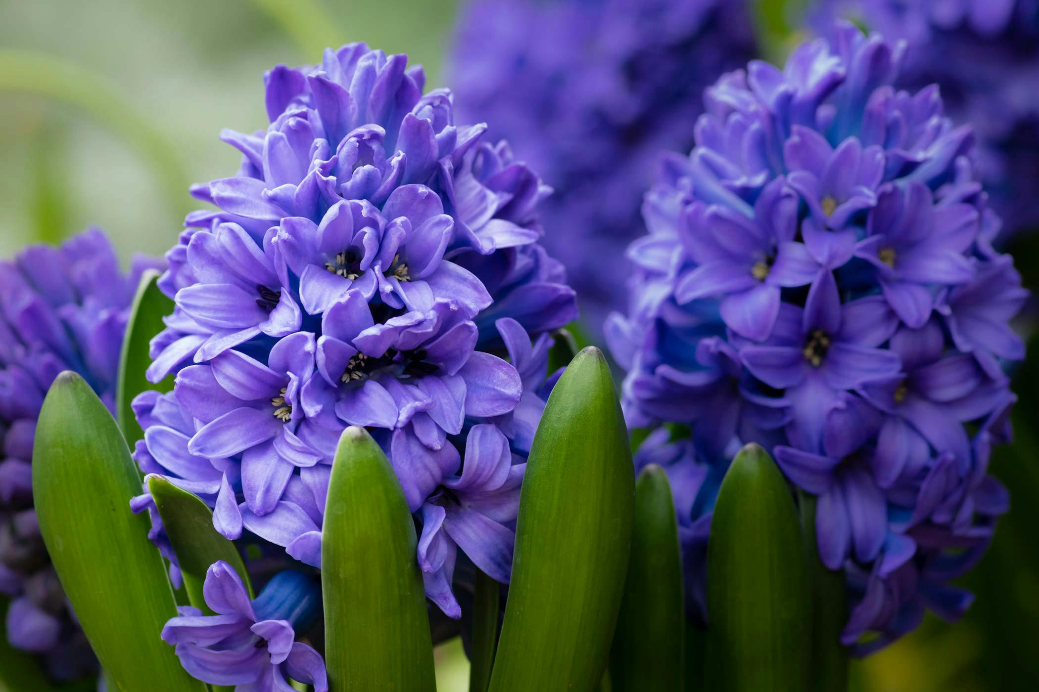 Hyacinth Poisoning in Dogs Symptoms, Causes, Diagnosis, Treatment