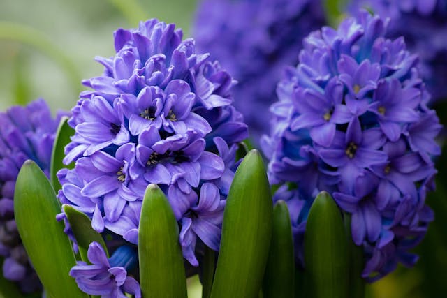 Hyacinth Poisoning in Dogs - Symptoms, Causes, Diagnosis, Treatment ...