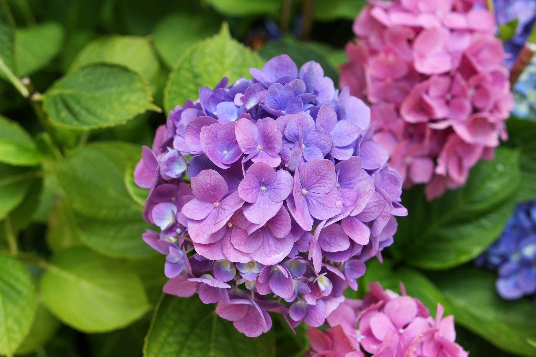 Hydrangea Poisoning in Dogs Symptoms, Causes, Diagnosis, Treatment