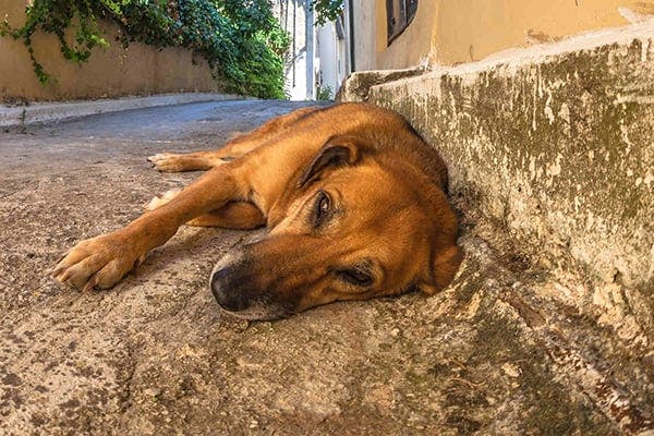 hydronephrosis-in-dogs-symptoms-causes-diagnosis-treatment