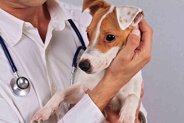 Hygroma in Dogs - Symptoms, Causes, Diagnosis, Treatment, Recovery, Management, Cost