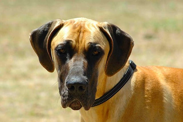 Hyperpigmentation in Dogs - Symptoms, Causes, Diagnosis, Treatment, Recovery, Management, Cost