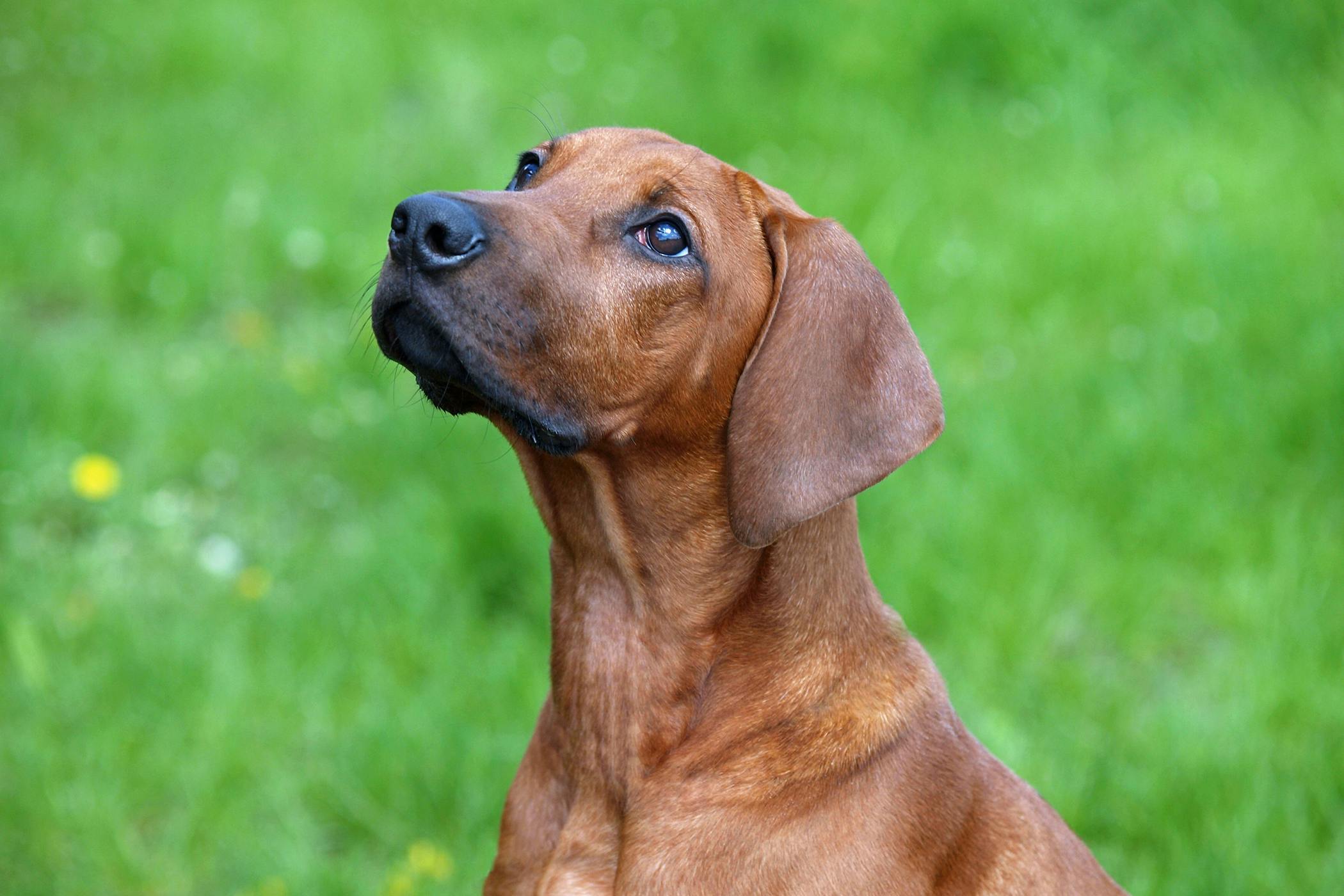 Hyperthyroidism in Dogs - Symptoms, Causes, Diagnosis, Treatment ...