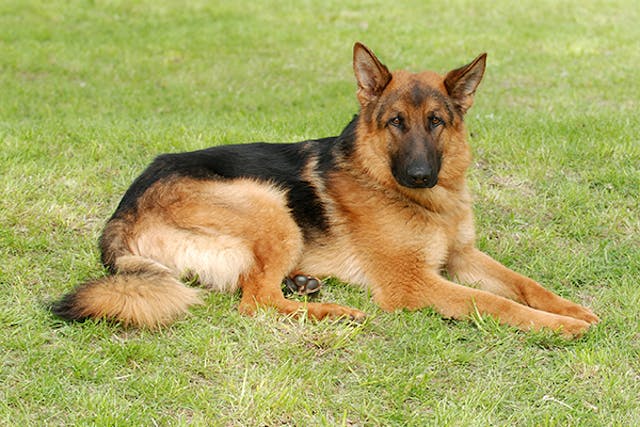 Idiopathic Furunculosis (German Shepherds) in Dogs - Symptoms, Causes ...