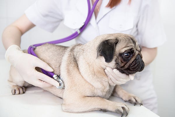 Immune-Mediated Poly-Arthritis in Dogs - Symptoms, Causes, Diagnosis, Treatment, Recovery, Management, Cost