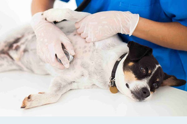 Immune System Tumors in Dogs - Symptoms, Causes, Diagnosis, Treatment, Recovery, Management, Cost