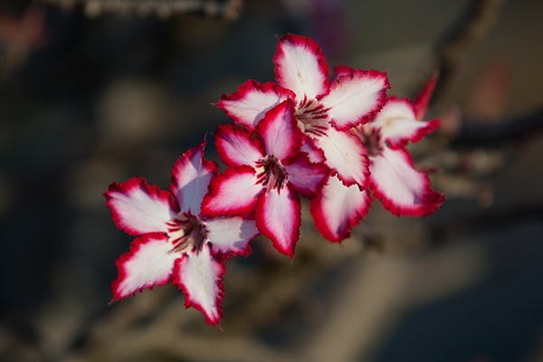 Impala Lily Poisoning in Dogs - Symptoms, Causes, Diagnosis, Treatment, Recovery, Management, Cost