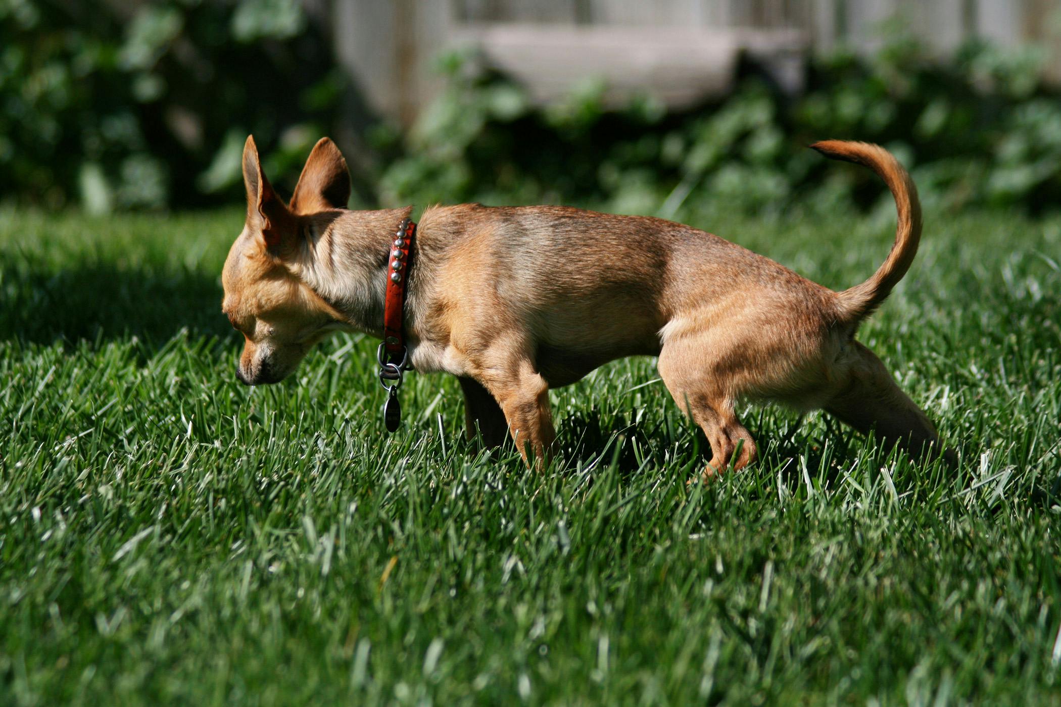 what does it mean if your dog pees slow