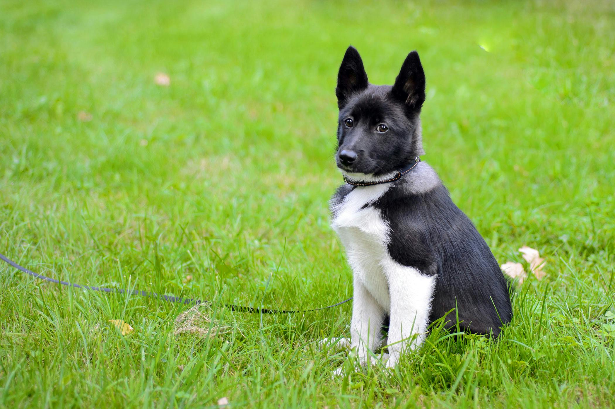 why do old dogs drink their urine