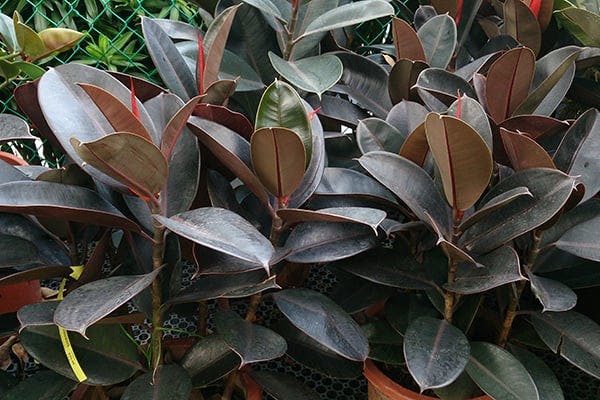 is a rubber tree poisonous to dogs