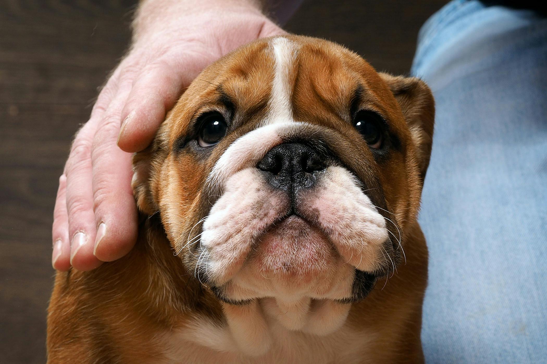 are bulldogs known for chewing