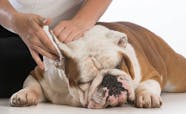 Inflammation Of The Middle Ear And External Ear Canal In Dogs 