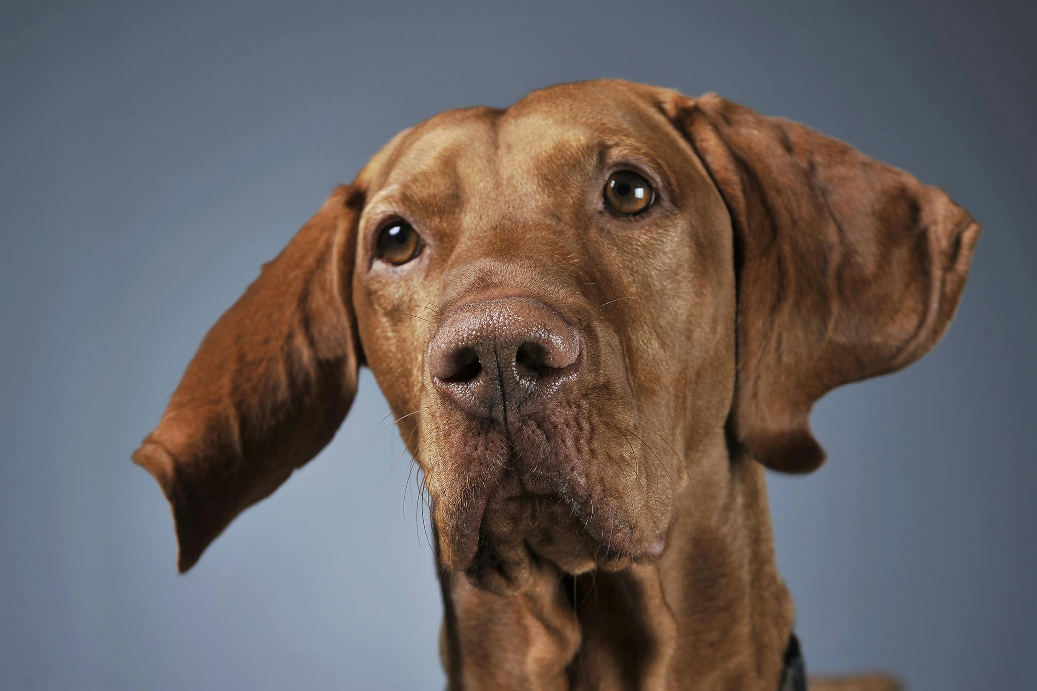 can dogs recover from pancreatitis