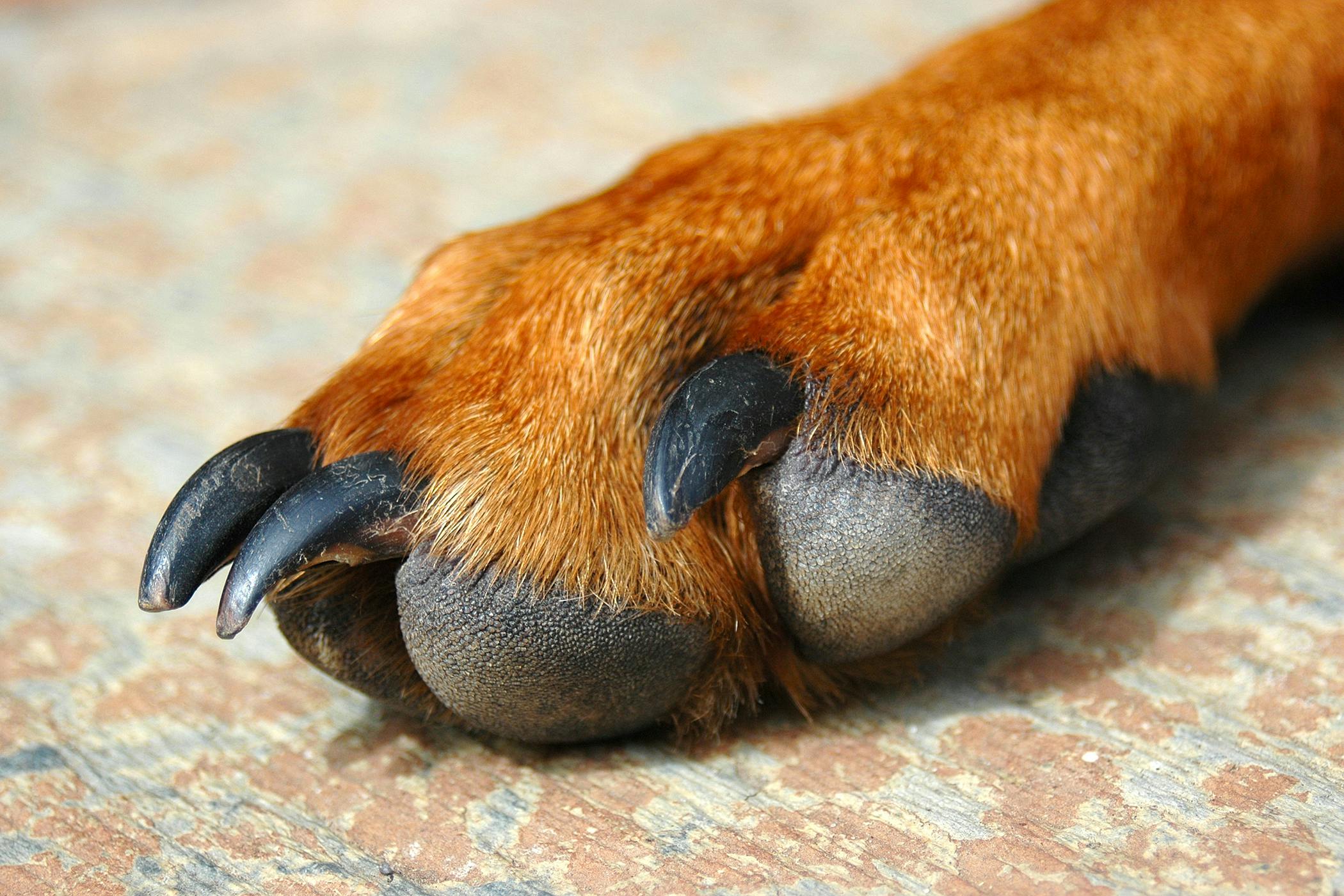 Inflammation of the Paws